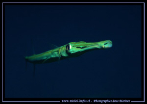 Face to face.... but not with a black background for once... by Michel Lonfat 